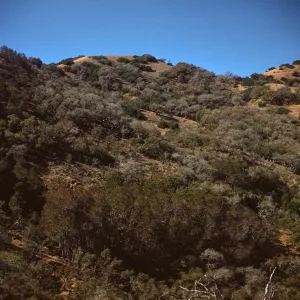 Chaparral Slope with Ironwood Trees on Santa Catalina Island