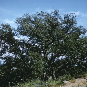 Quercus macdonaldii and Doug Propst