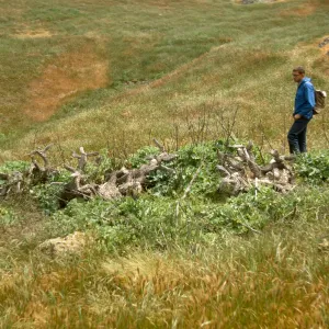 Jim McPherson at site of replacement of Opuntia littoralis by Silybum marianum