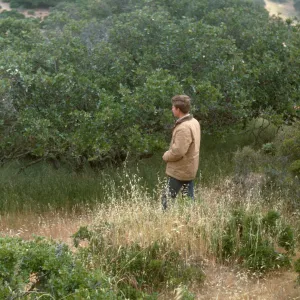 Michael R. Benedict, Quercus wislizeni