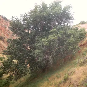 Prunus ilicifolia ssp. lyonii on Santa Cruz Island