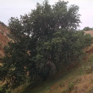 Prunus ilicifolia ssp. lyonii (45' x 50') on Santa Cruz Island