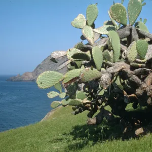 Opuntia (Prickly-pear) near Coastline on Santa Cruz Island