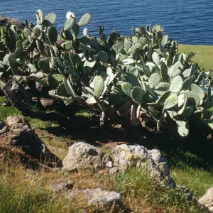 Opuntia (Prickly-pear) on Santa Cruz Island