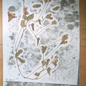 Herbarium Specimen of Calystegia macrostegia ssp. macrostegia from Santa Cruz Island