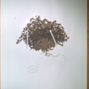Herbarium Specimen of Malacothrix indecora from Santa Cruz Island