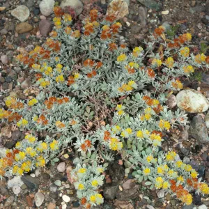 Lotus argophyllus var. niveus on Santa Cruz Island