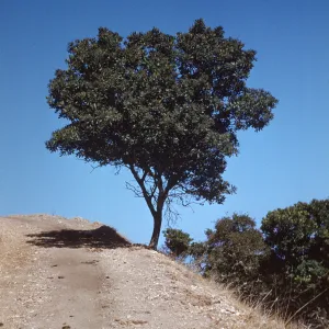 Santa Cruz Island, Rhamnus