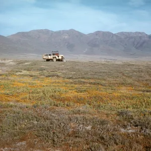 Jeep in field of Lasthenia, Fraser Point, Santa Cruz Island