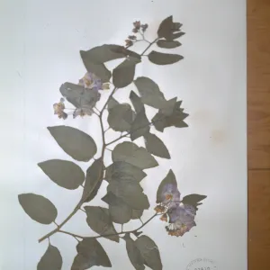 herbarium specimen of Solanum wallacei from Santa Cruz Island