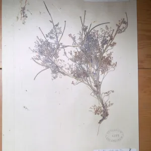 herbarium specimen of Eschscholzia ramosa from Santa Cruz Island
