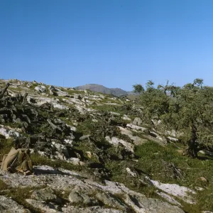 dead Opuntia littoralis, Santa Cruz Island