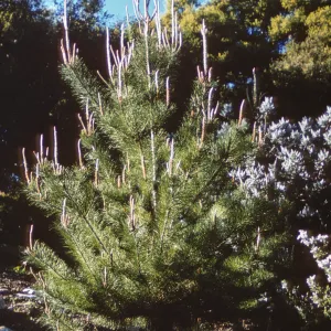 Santa Cruz Island Pinus remorata at SBBG