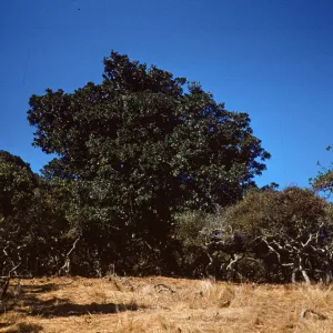 Quercus Dumosa and Quercus Agrifolia (Coastal Live Oak) on Santa Cruz Island
