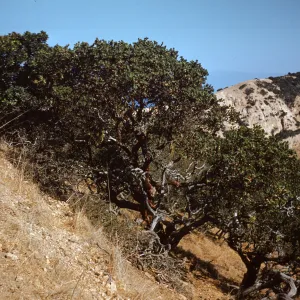 Arctostaphylos (Manzanita) near China Harbor on Santa Cruz Island