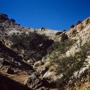 Lyonothamnus Grove in Laguna Canyon on Santa Cruz Island