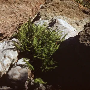 Woodwardia fimbriata on Santa Cruz Island