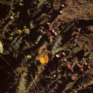 Opuntia littoralis Near El Sobrante on Santa Cruz Island