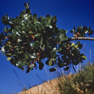 Island Coffee Berry, Willows Canyon, Santa Cruz Island