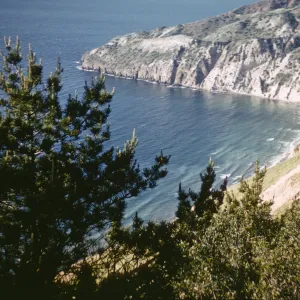 Pines above China Harbor
