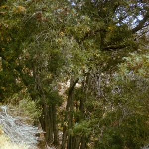 Santa Cruz Island Ironwood