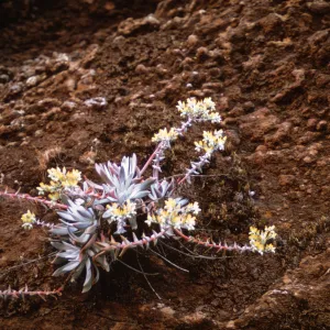 Dudleya (liveforevers), Santa Cruz Island