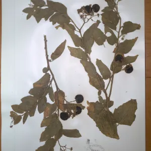 Herbarium specimen of Solanum wallacei from Santa Cruz Island