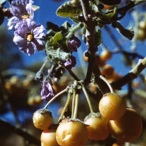 Solanum clokeyi