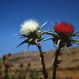 white flowered and normal red flowered Silybum marianum