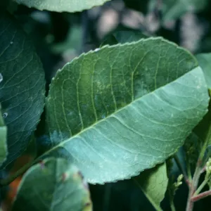 Heteromeles leaves