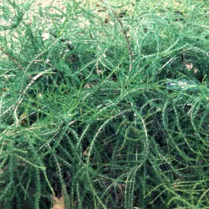 Adenostoma fasciculatum