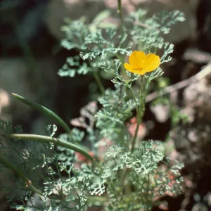 Santa Cruz Island, Eschscholzia ramosa
