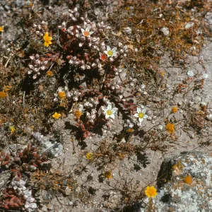 Dudleya blochmaniae ssp. insularis, Santa Rosa Island