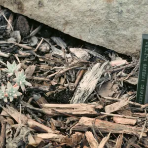 Dudleya greenei, Santa Rosa Island