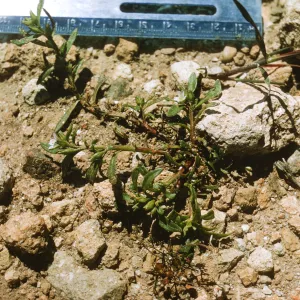 Santa Cruz Island; Calandrinia