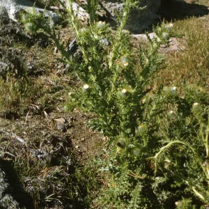 Santa Cruz Island