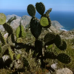 Opuntia oricola, above Laguna Beach, Santa Cruz Island