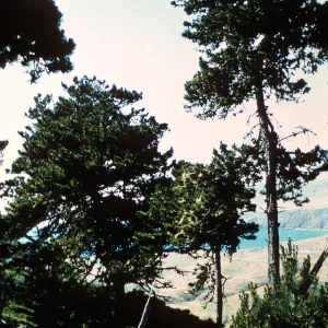 Santa Cruz Island