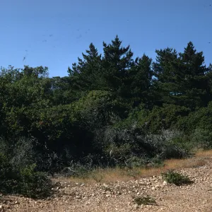 Santa Cruz Island