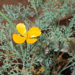 Eschscholzia ramosa from Santa Cruz Island