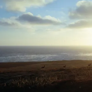 deer on San Clemente Island