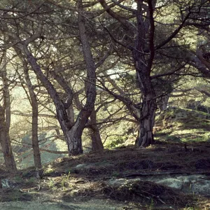 Pinus torreyana, Santa Rosa Island