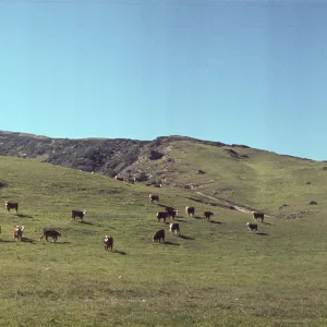 Cattle grazing on Santa Rosa Island