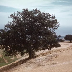 Quercus tomentella (Island Oak) on Santa Rosa Island