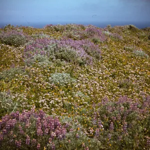 Phacelia (scorpionweed), Lupine & Sand Verbena in bloom on Santa Rosa Island