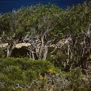 Island Ironwood trees on Santa Rosa Island