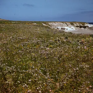 Sand verbena on Santa Rosa Island