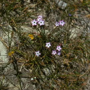 Gilia tenuiflora ssp. hoffmannii on Santa Rosa Island