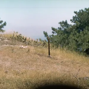 Lower Torrey Pines Station, Santa Rosa Island
