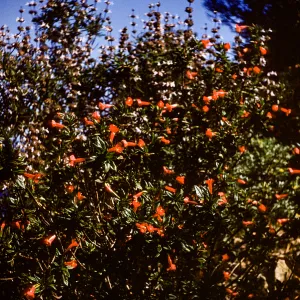 Diplacus parviflorus and Salvia brandegeei, Santa Rosa Island